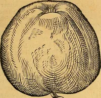 Picture 154 of 256 from Historia novi et admirabilis fontis balneique Bollensis in Ducatu Vvirtembergico ad acidulas Goepingenses ... (1598), leaf 390