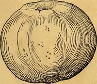 An illustration from Historia novi et admirabilis fontis balneique Bollensis in Ducatu Vvirtembergico ad acidulas Goepingenses ... (1598)