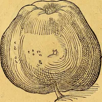 Picture 156 of 256 from Historia novi et admirabilis fontis balneique Bollensis in Ducatu Vvirtembergico ad acidulas Goepingenses ... (1598), leaf 391