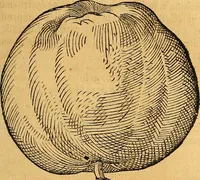 Picture 157 of 256 from Historia novi et admirabilis fontis balneique Bollensis in Ducatu Vvirtembergico ad acidulas Goepingenses ... (1598), leaf 392