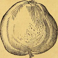 Picture 158 of 256 from Historia novi et admirabilis fontis balneique Bollensis in Ducatu Vvirtembergico ad acidulas Goepingenses ... (1598), leaf 393