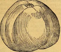 Picture 159 of 256 from Historia novi et admirabilis fontis balneique Bollensis in Ducatu Vvirtembergico ad acidulas Goepingenses ... (1598), leaf 394