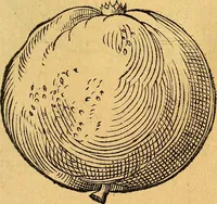 Picture 160 of 256 from Historia novi et admirabilis fontis balneique Bollensis in Ducatu Vvirtembergico ad acidulas Goepingenses ... (1598), leaf 394
