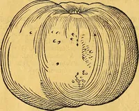 An illustration from Historia novi et admirabilis fontis balneique Bollensis in Ducatu Vvirtembergico ad acidulas Goepingenses ... (1598)
