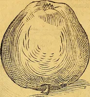 Picture 163 of 256 from Historia novi et admirabilis fontis balneique Bollensis in Ducatu Vvirtembergico ad acidulas Goepingenses ... (1598), leaf 397