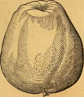 Picture 165 of 256 from Historia novi et admirabilis fontis balneique Bollensis in Ducatu Vvirtembergico ad acidulas Goepingenses ... (1598), leaf 398