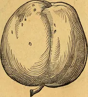 An illustration from Historia novi et admirabilis fontis balneique Bollensis in Ducatu Vvirtembergico ad acidulas Goepingenses ... (1598)