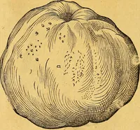An illustration from Historia novi et admirabilis fontis balneique Bollensis in Ducatu Vvirtembergico ad acidulas Goepingenses ... (1598)