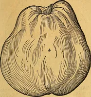 Picture 169 of 256 from Historia novi et admirabilis fontis balneique Bollensis in Ducatu Vvirtembergico ad acidulas Goepingenses ... (1598), leaf 402