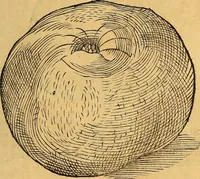 An illustration from Historia novi et admirabilis fontis balneique Bollensis in Ducatu Vvirtembergico ad acidulas Goepingenses ... (1598)