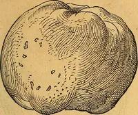 An illustration from Historia novi et admirabilis fontis balneique Bollensis in Ducatu Vvirtembergico ad acidulas Goepingenses ... (1598)