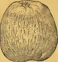 An illustration from Historia novi et admirabilis fontis balneique Bollensis in Ducatu Vvirtembergico ad acidulas Goepingenses ... (1598)