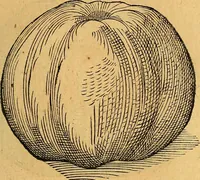 Picture 175 of 256 from Historia novi et admirabilis fontis balneique Bollensis in Ducatu Vvirtembergico ad acidulas Goepingenses ... (1598), leaf 408