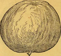 Picture 176 of 256 from Historia novi et admirabilis fontis balneique Bollensis in Ducatu Vvirtembergico ad acidulas Goepingenses ... (1598), leaf 409