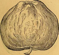 Picture 177 of 256 from Historia novi et admirabilis fontis balneique Bollensis in Ducatu Vvirtembergico ad acidulas Goepingenses ... (1598), leaf 410