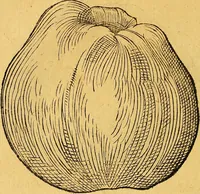 An illustration from Historia novi et admirabilis fontis balneique Bollensis in Ducatu Vvirtembergico ad acidulas Goepingenses ... (1598)