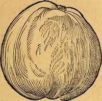 Picture 179 of 256 from Historia novi et admirabilis fontis balneique Bollensis in Ducatu Vvirtembergico ad acidulas Goepingenses ... (1598), leaf 412