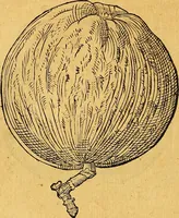 Picture 180 of 256 from Historia novi et admirabilis fontis balneique Bollensis in Ducatu Vvirtembergico ad acidulas Goepingenses ... (1598), leaf 413