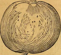 An illustration from Historia novi et admirabilis fontis balneique Bollensis in Ducatu Vvirtembergico ad acidulas Goepingenses ... (1598)