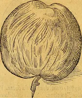 Picture 182 of 256 from Historia novi et admirabilis fontis balneique Bollensis in Ducatu Vvirtembergico ad acidulas Goepingenses ... (1598), leaf 415