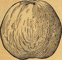 Picture 183 of 256 from Historia novi et admirabilis fontis balneique Bollensis in Ducatu Vvirtembergico ad acidulas Goepingenses ... (1598), leaf 416