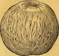 An illustration from Historia novi et admirabilis fontis balneique Bollensis in Ducatu Vvirtembergico ad acidulas Goepingenses ... (1598)