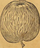 Picture 185 of 256 from Historia novi et admirabilis fontis balneique Bollensis in Ducatu Vvirtembergico ad acidulas Goepingenses ... (1598), leaf 418