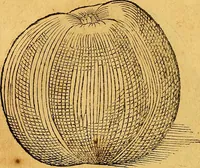 An illustration from Historia novi et admirabilis fontis balneique Bollensis in Ducatu Vvirtembergico ad acidulas Goepingenses ... (1598)