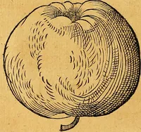 Picture 187 of 256 from Historia novi et admirabilis fontis balneique Bollensis in Ducatu Vvirtembergico ad acidulas Goepingenses ... (1598), leaf 419