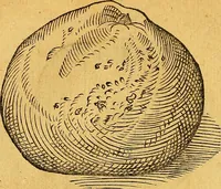 An illustration from Historia novi et admirabilis fontis balneique Bollensis in Ducatu Vvirtembergico ad acidulas Goepingenses ... (1598)