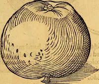 An illustration from Historia novi et admirabilis fontis balneique Bollensis in Ducatu Vvirtembergico ad acidulas Goepingenses ... (1598)