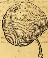 Picture 193 of 256 from Historia novi et admirabilis fontis balneique Bollensis in Ducatu Vvirtembergico ad acidulas Goepingenses ... (1598), leaf 423