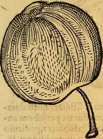 An illustration from Historia novi et admirabilis fontis balneique Bollensis in Ducatu Vvirtembergico ad acidulas Goepingenses ... (1598)