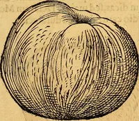 Picture 195 of 256 from Historia novi et admirabilis fontis balneique Bollensis in Ducatu Vvirtembergico ad acidulas Goepingenses ... (1598), leaf 424