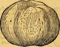 An illustration from Historia novi et admirabilis fontis balneique Bollensis in Ducatu Vvirtembergico ad acidulas Goepingenses ... (1598)
