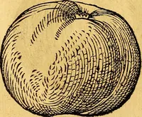 An illustration from Historia novi et admirabilis fontis balneique Bollensis in Ducatu Vvirtembergico ad acidulas Goepingenses ... (1598)