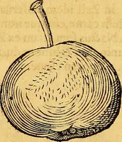 Picture 199 of 256 from Historia novi et admirabilis fontis balneique Bollensis in Ducatu Vvirtembergico ad acidulas Goepingenses ... (1598), leaf 427