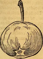 Picture 200 of 256 from Historia novi et admirabilis fontis balneique Bollensis in Ducatu Vvirtembergico ad acidulas Goepingenses ... (1598), leaf 428