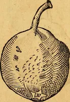 Picture 201 of 256 from Historia novi et admirabilis fontis balneique Bollensis in Ducatu Vvirtembergico ad acidulas Goepingenses ... (1598), leaf 428