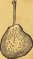 Picture 202 of 256 from Historia novi et admirabilis fontis balneique Bollensis in Ducatu Vvirtembergico ad acidulas Goepingenses ... (1598), leaf 429