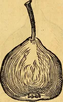 An illustration from Historia novi et admirabilis fontis balneique Bollensis in Ducatu Vvirtembergico ad acidulas Goepingenses ... (1598)