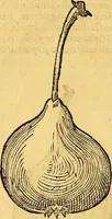 Picture 204 of 256 from Historia novi et admirabilis fontis balneique Bollensis in Ducatu Vvirtembergico ad acidulas Goepingenses ... (1598), leaf 431