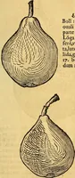 Picture 205 of 256 from Historia novi et admirabilis fontis balneique Bollensis in Ducatu Vvirtembergico ad acidulas Goepingenses ... (1598), leaf 432