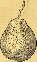 Picture 206 of 256 from Historia novi et admirabilis fontis balneique Bollensis in Ducatu Vvirtembergico ad acidulas Goepingenses ... (1598), leaf 433