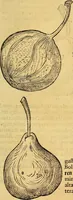 Picture 207 of 256 from Historia novi et admirabilis fontis balneique Bollensis in Ducatu Vvirtembergico ad acidulas Goepingenses ... (1598), leaf 434