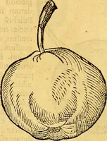 An illustration from Historia novi et admirabilis fontis balneique Bollensis in Ducatu Vvirtembergico ad acidulas Goepingenses ... (1598)
