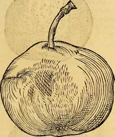 Picture 209 of 256 from Historia novi et admirabilis fontis balneique Bollensis in Ducatu Vvirtembergico ad acidulas Goepingenses ... (1598), leaf 436
