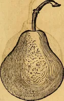 An illustration from Historia novi et admirabilis fontis balneique Bollensis in Ducatu Vvirtembergico ad acidulas Goepingenses ... (1598)