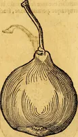 An illustration from Historia novi et admirabilis fontis balneique Bollensis in Ducatu Vvirtembergico ad acidulas Goepingenses ... (1598)
