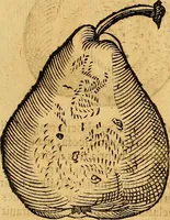 Picture 213 of 256 from Historia novi et admirabilis fontis balneique Bollensis in Ducatu Vvirtembergico ad acidulas Goepingenses ... (1598), leaf 440